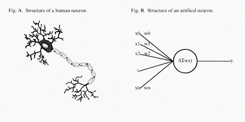 Diagrams of a human neuron and an artificial neuron